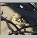 Fringilla coelebs - Buchfink m07.jpg